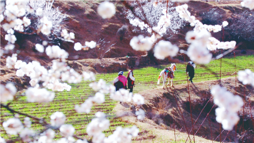 3月 甘孜將成人間花海