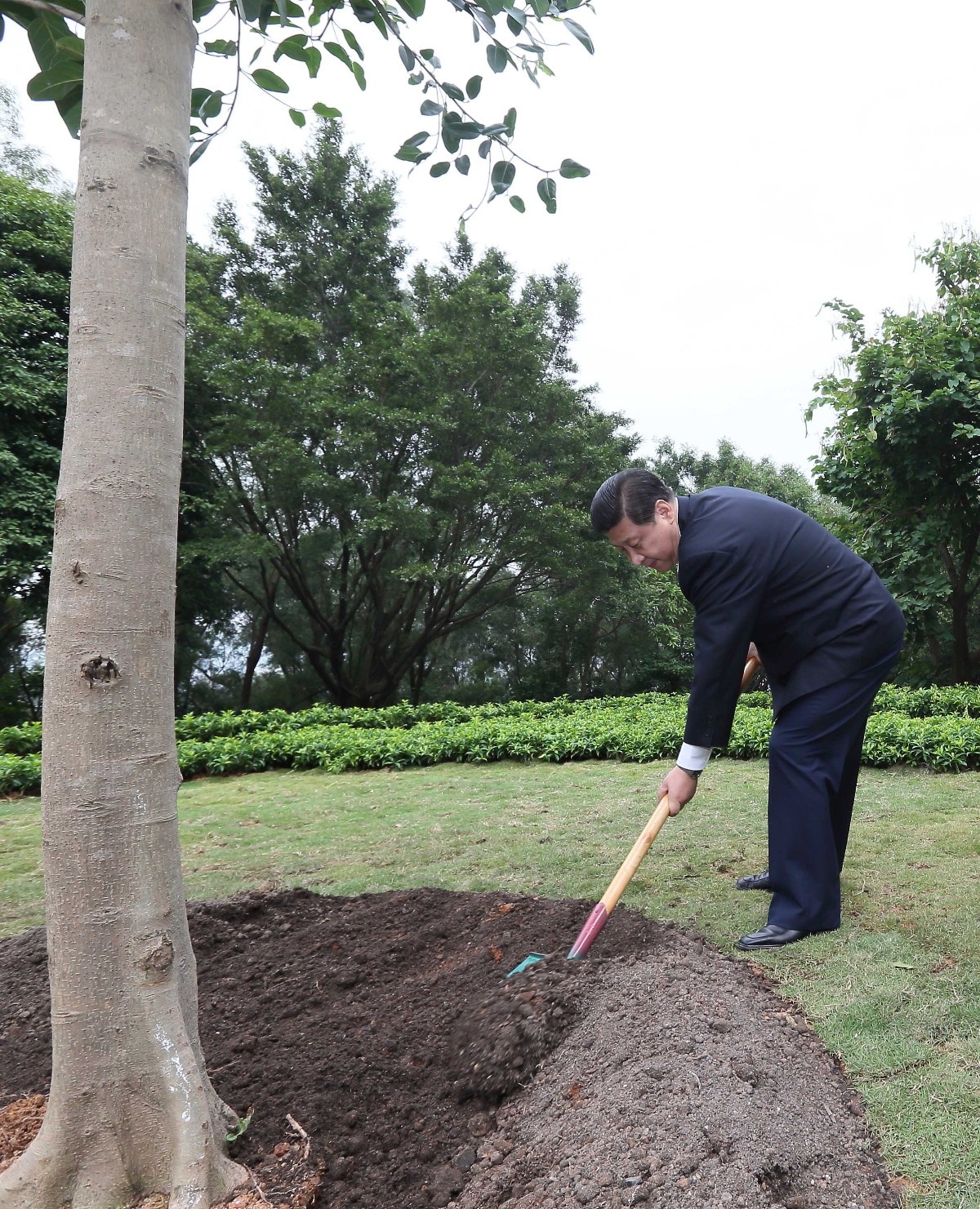 2012年12月8日，習近平在深圳蓮花山公園種下一棵高山榕樹(shù)。