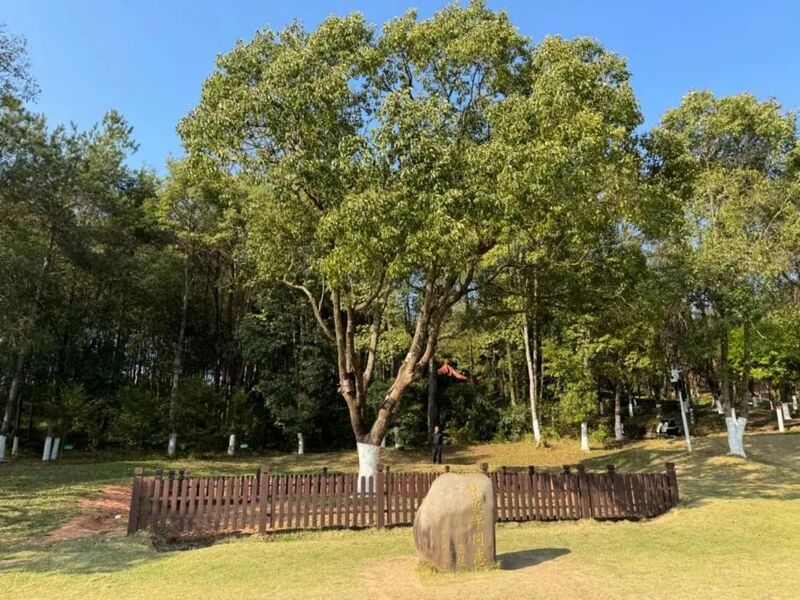 習近平同志為福建省長(cháng)汀縣水土保持科教園捐種的香樟樹(shù)。圖源：學(xué)習時(shí)報