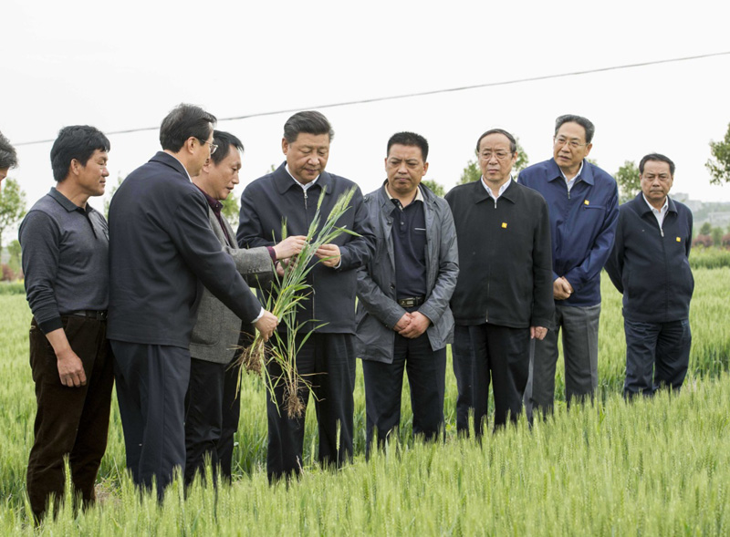 2016年4月25日下午，習近平在安徽滁州市鳳陽(yáng)縣小崗村察看小麥長(cháng)勢。左一為種糧大戶(hù)程夕兵。新華社記者 李學(xué)仁 攝
